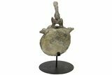 Sauropod (Camarasaurus) Caudal Vertebra - Absolutely Massive #209202-15